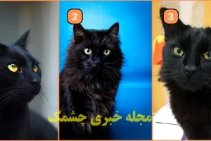 تست شخصیت شناسی | یک گربه انتخاب کن تا بگم نیمه پنهانت چقدر تاریکه