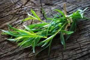این گیاه سرشار از ویتامین و مواد معدنی است و گلودرد، دیابت، تب، سرفه را درمان می کند