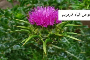با این گیاه کبد و صفرا صفر درجه تحویل بگیرید