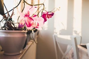این گیاه هارو تو خونت نگه دار تا یک شبه پولدارشی! | این گیاهان جذب ثروت می کنند