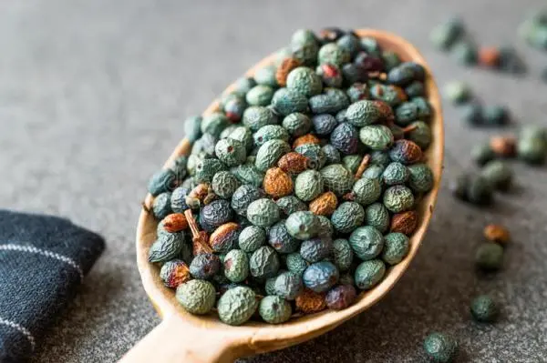 استعمال خارجی این روغن 1000 ساله ایرانی شما را از درد مفاضل و عمل دیسک کمر و تعویض کشک زانو نجات می دهد