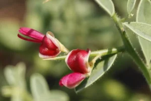 این گیاه مفید برای بواسیر، پاک‌سازی مثانه، تسهیل استفراغ،‌ برطرف کردن قولنج