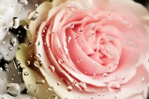 اگه چشمات زود به زود خسته میشه چاره اش اینجاست | درمان خانگی خستگی چشم با مواد طبیعی
