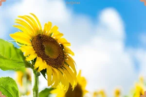این گیاه ضد پیری دافع سنگ کلیه و تقویت کننده معده می باشد
