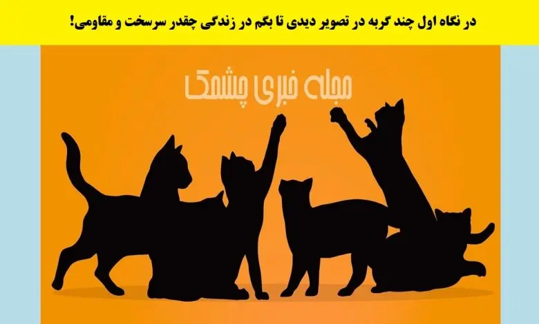 تست شخصیت شناسی | بگو تو نگاه اول چندتا گربه دیدی تا بگم زندگیت چقدر سخت بوده و تو چقدر محکم بودی