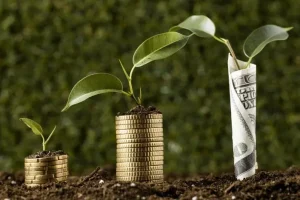 گیاهانی برای جذب ثروت | با خرید این گیاهان ارزان قیمت پولدار شوید