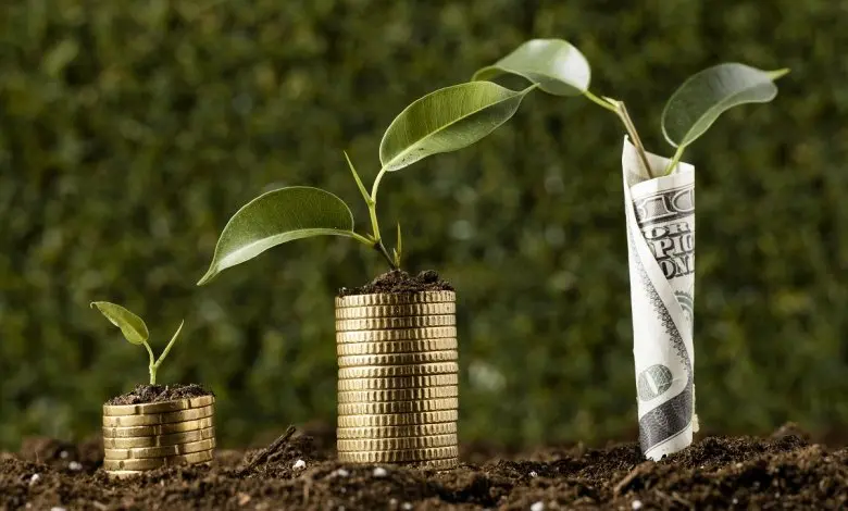 گیاهانی برای جذب ثروت | با خرید این گیاهان ارزان قیمت پولدار شوید