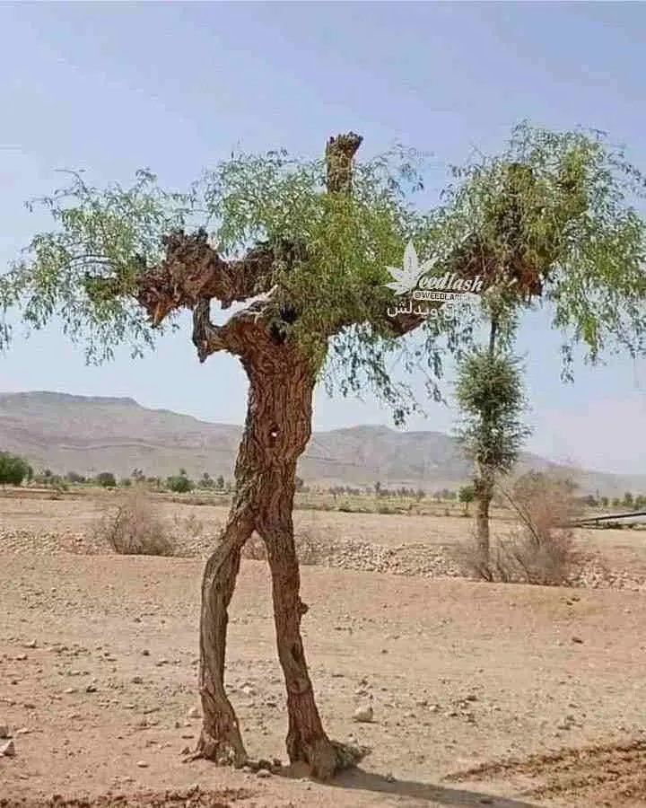 درخت+سیستان+و+بلوچستان