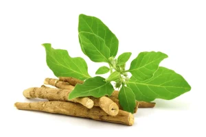 هندیان باستان از این گیاه معجزه گر برای کاهش استرس استفاده میکرده اند