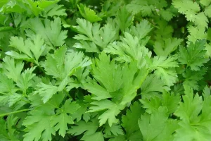 این سبزی را بخورید دیگر سرما نمی خورید | این گیاه 3 برابر پرتقال ویتامین سی دارد