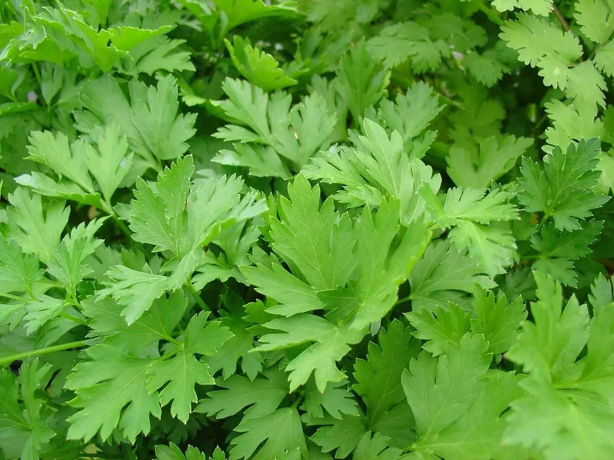 این سبزی را بخورید دیگر سرما نمی خورید | این گیاه 3 برابر پرتقال ویتامین سی دارد