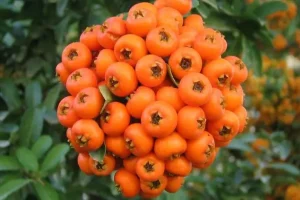 این گیاه درمانگر قلب و کبد شاهان باستان بوده | از مصرف این گیاه برای بهبود کبد و قلب غافل نشوید