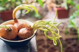عمرا اگه میدونستی جوانه پیاز اینهمه خاصیت داره | جوانه پیاز سرشار از آنتی اکسیدان و خواص بیشمار
