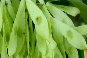 چربی سوزی ، درمان یبوست و نقرس و دفع سنگ کلیه فقط با یک گیاه طلایی انجام می شود