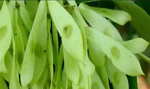 چربی سوزی ، درمان یبوست و نقرس و دفع سنگ کلیه فقط با یک گیاه طلایی انجام می شود