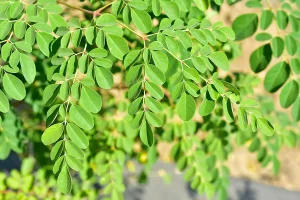 این گیاه مقرون به صرفه 40 بیماری را درمان می کند