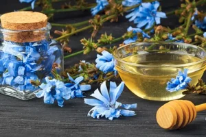 مصرف عرق این گیاه در ناشتا یبوست ، فشار خون و عفونت مجاری ادراری و کبد چرب را درمان می کند
