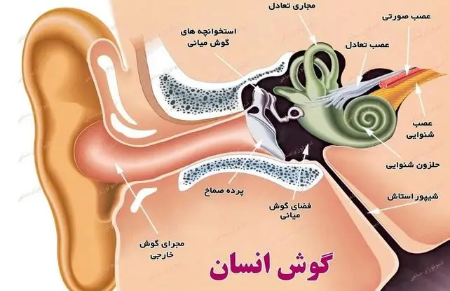 درمان قطعی و ساده سنگینی گوش ها در خانه | 100 سال به آسانی گوش شنوا داشته باشید