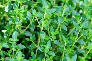 خوردن این گیاه خشک شده کنار صبحانه ناهار و شام 10 کیلو غذا در معده را هم فوری هضم می کند