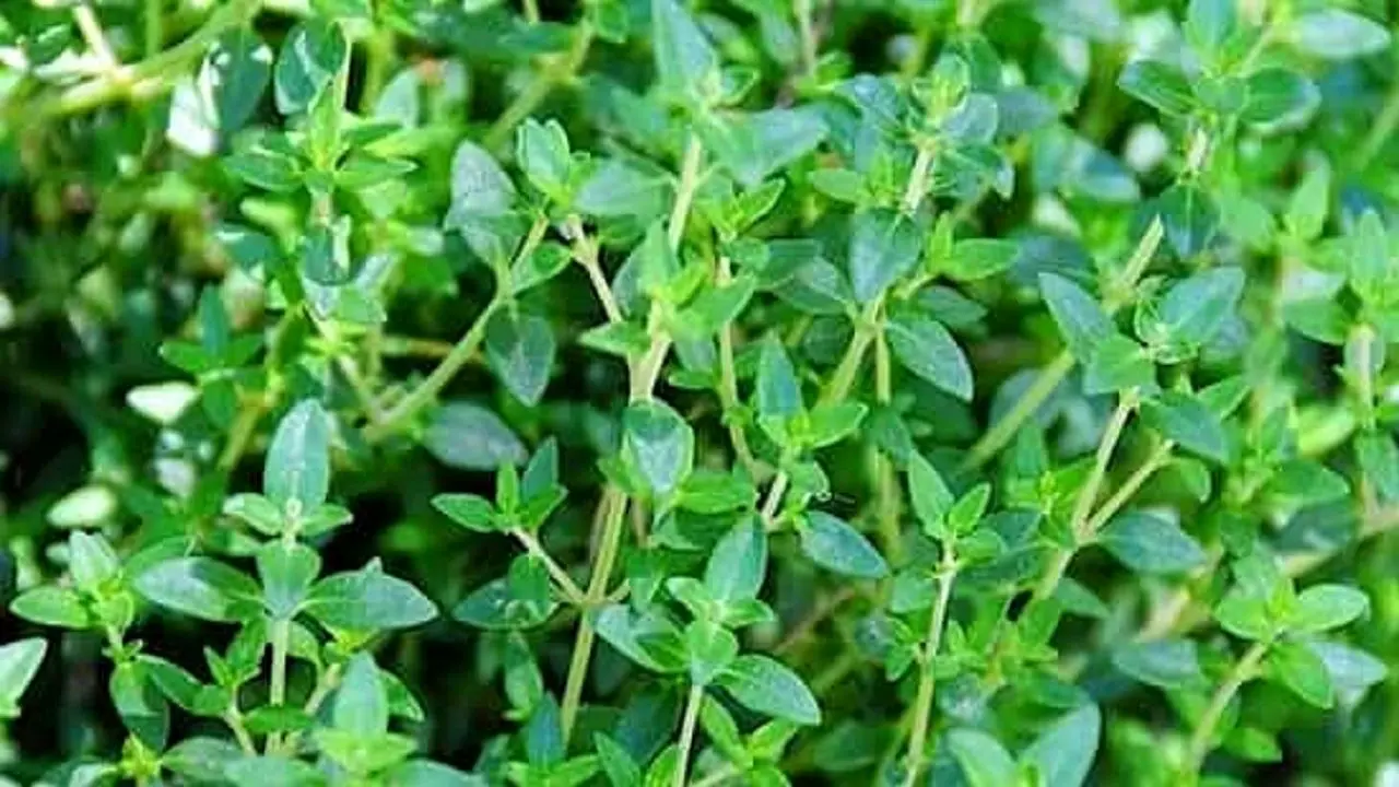 خوردن این گیاه خشک شده کنار صبحانه ناهار و شام 10 کیلو غذا در معده را هم فوری هضم می کند
