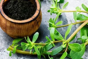 این گیاه خون را تصفیه و خون پاک و تازه به شما تحویل میدهد