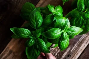 این سبزی معطر ضد افسردگی،ضد استفراغ ، ضد نفخ و تب بر قوی است
