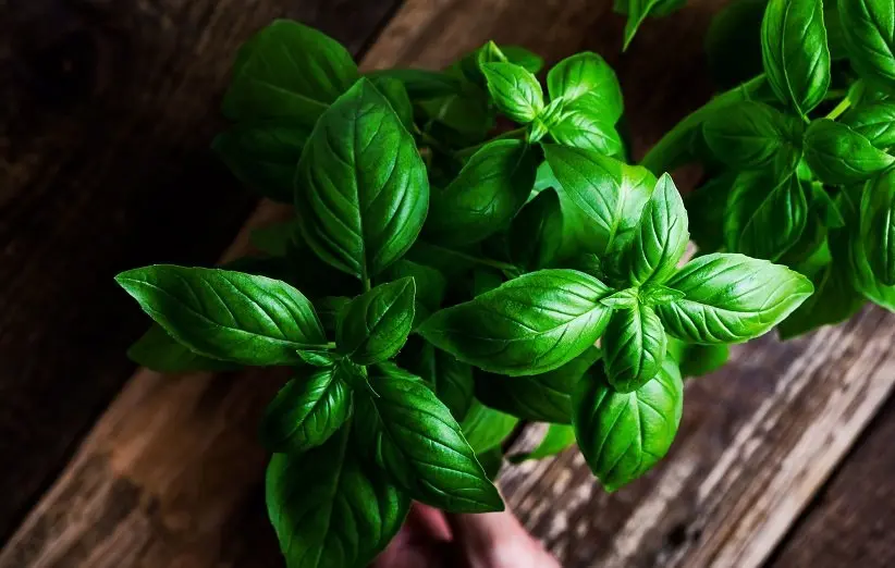 این سبزی معطر ضد افسردگی،ضد استفراغ ، ضد نفخ و تب بر قوی است