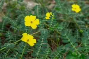 این گیاه پودرکننده سنگ کلیه و سرفه، سردرد و فشار خو ن است