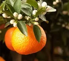 بهبود قوای جنسی و تقویت سیستم ایمنی با این میوه ترش
