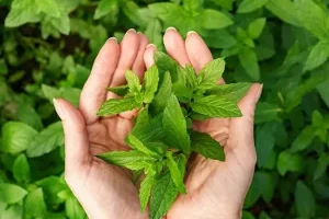 این سبزی دم دستی کار و کاسبی روانپزشک ها و روانشناسی ها رو کساد میکنه | درمان همه مشکلات روحی و مغزی با این گیاه خوشمزه