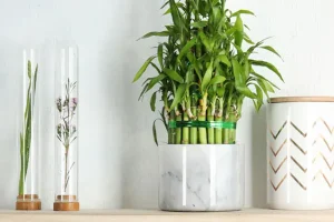 این گل و گیاه های آپارتمانی براتون خوش شانسی و پول میاره