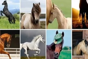 تست شخصیت شناسی | کدوم اسب رو انتخاب میکنی تا سلیقت تو انتخاب جنس مخالفو رو کنم