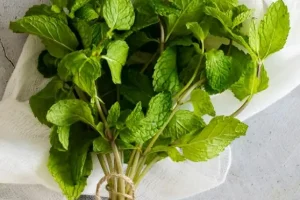 با این ترفند آسان شما همیشه در خانه نعناع تازه دارید | ترفند نگهداری نعناع برای مدت طولانی