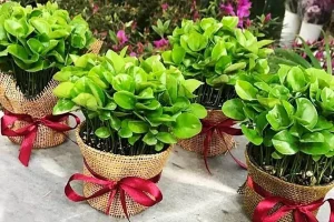 امسال سبزه عیدتو متفاوت بکار | کاشت هسته نارنج برای سبزه عید