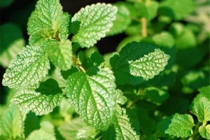 خوردن نعنا و عرق نعنا برای این افراد مرگ آور است