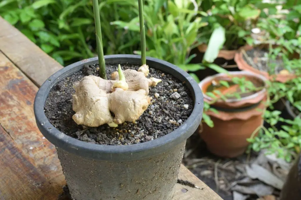 با این روش تو خونه همیشه زنجبیل داری | ترفند کاشت زنجبیل در کمترین جای خونه