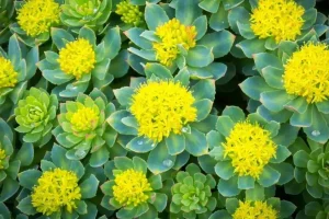 افزایش میل جنسی، تار و مار کننده مشکلات روحی و افسردگی و تقویت و افزایش هوش و عملکرد مغز با این گیاه طلایی