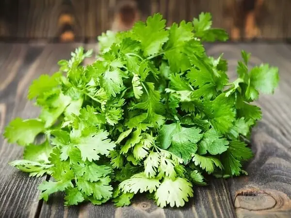 توصیه های طب چینی برای استفاده از اسانس این گیاه برای درمان هموروئید و مشکلات مثانه