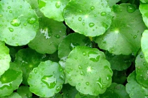 تقویت حافظه و بهبود عملکرد عصبی تا 120 سالگی با این گیاه معروف به طول عمر