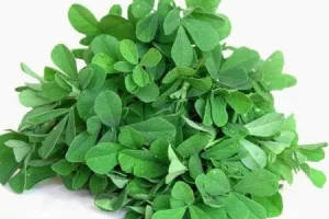 با این گیاه یک قاعدگی بدون درد و آسان داشته باشید و افزایش قوای جنسی و درمان ناتوانی جنسی و درمان کننده زخم معده