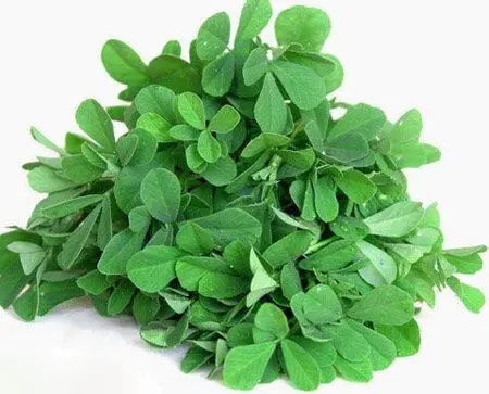 با این گیاه یک قاعدگی بدون درد و آسان داشته باشید و افزایش قوای جنسی و درمان ناتوانی جنسی و درمان کننده زخم معده