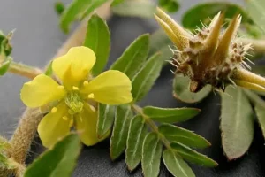 ضد عفونی مجاری ادراری، تقویت قوای جنسی، شکستن سنگریزه و قولنج با این گیاه دم دستی