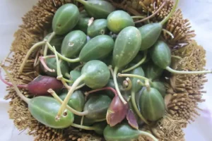 روغن این میوه معجزه هایی میکنه که فکرشم نمیکنی | رفع پوسیدگی دندان، درمان درد عصبی و بواسیر با این روغن ساده