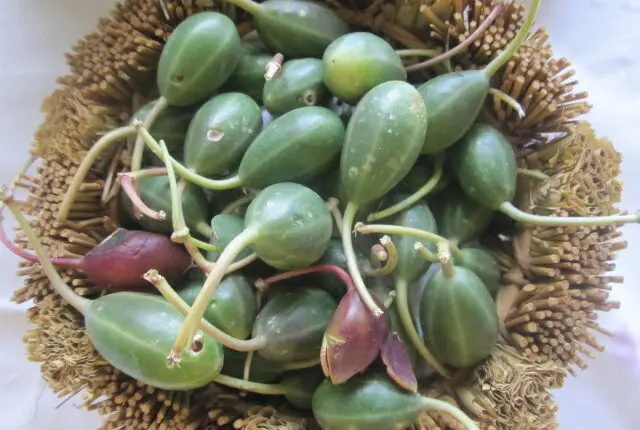 روغن این میوه معجزه هایی میکنه که فکرشم نمیکنی | رفع پوسیدگی دندان، درمان درد عصبی و بواسیر با این روغن ساده