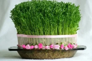 امسال سبزه عید را با تخم شربتی سبز کنید +طرز کاشت