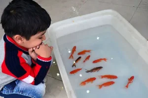 با این ترفند ماهی گلی( ماهی قرمز عید) شما تا مدت ها زنده و سرحال می مونه