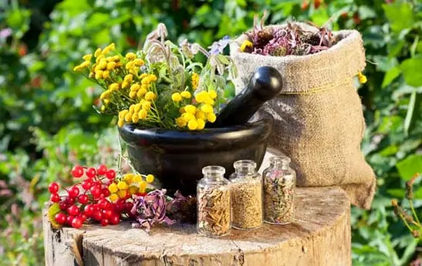 گیاهی زیبا که مسکن طبیعی ، تقویت کننده حافظه و سرشاز از ویتامین C، مس و منگنز است