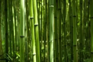 این گیاه 10 برابر گوشت گاو پروتئین دارد
