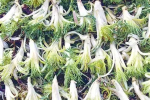 این گیاه قاتل بیماری قلب و عروق و کبد و گوارش است