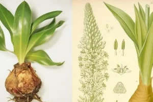 اگر قطره این روغن کف دست شما بریزد مو رشد می کند / روش پایان ریزش و طاسی و کچلی در جهان کشف شد